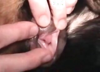 Dog licks hairy cock of a zoophile man and gets fucked severely