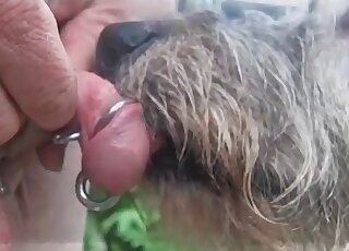 Crazy guy gets his pierced penis licked by his dog in a hot video