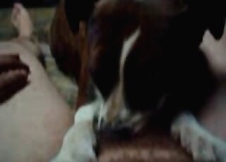 Crazy man teases his dog by wanking his dong before its nose