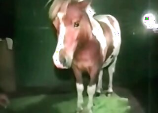 Awesome zoophile teases cock of a stallion in order to get orgasm