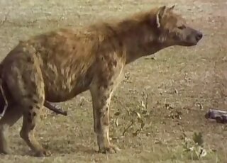 Nature documentary showing sexy animals fucking happily outdoors