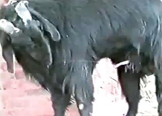 Sexy black goat showing its assets in a hot zoophile porn movie