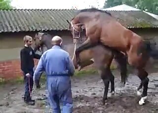 High class zoophilia tape showing two brown horses fucking wildly