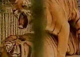 Nice tiger porn movie with two large cats fucking for the camera