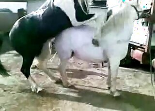 White pony steals the show in an outdoor porn movie with teasing