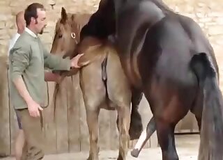 من المؤكد أن الفحل الأسود سيجعل الفرس البنية تنزل في هذا الفيلم الإباحي لحديقة الحيوانات