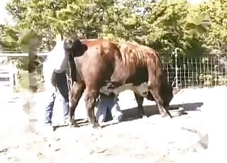 Huge cow is going to endure fucking with a kinky zoophilic dude