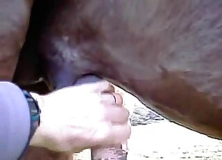 Nice horsecock handjob featured in a closeup animal porn scene