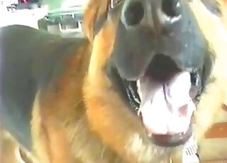 Dog's red cock is being jerked in a video shot from a sexy angle
