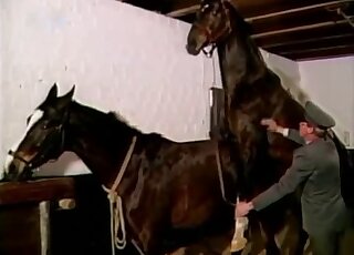 Brązowy ogier był bardzo widoczny w bardzo podniecającym filmie dla zoofilów