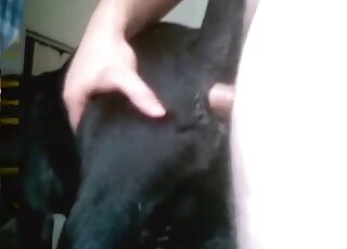 Zoophilic guy with a sexy gut fucking black dog from behind in HQ