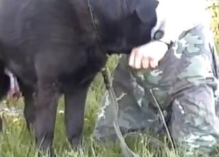 Black dog with a body is enjoying outdoor action with a male zoophile