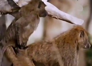 Sexy apes with brown fur enjoying outdoor fucking in a hot porno